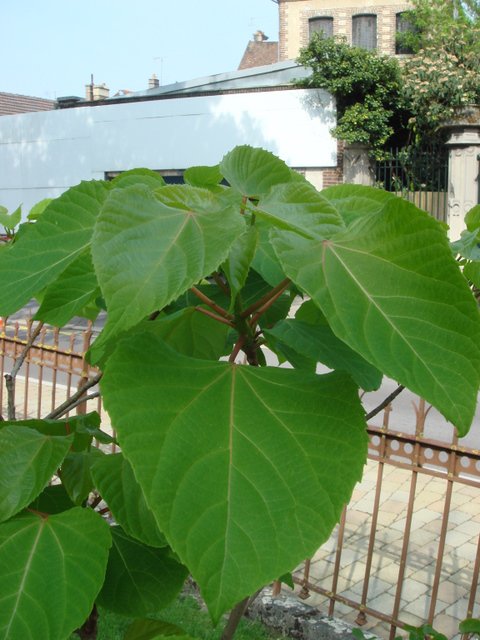 Clerodendron bungei feuille P17